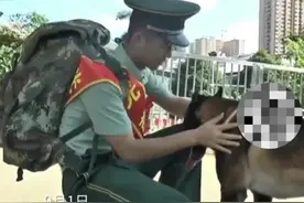 泪目 主人退伍  军犬一路狂追  眼神里满是不舍 #暖心视频封面