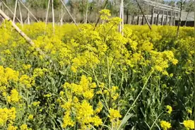 北京智慧农场#日常vlog 板蓝根开花🌼原来颜值这么高视频封面