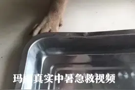 法斗家养的朋友注意了：法斗属于短鼻腔狗，散热功能不好又胖，易中暑，游泳易下沉。切记开空调或实现内活动，避免意外