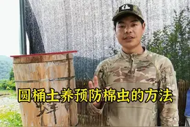 巢虫这个问题不解决好，蜜蜂容易飞逃，今天把预防巢虫的方法分享给大家#诱蜂 #养蜂 #巢虫防治 #巢虫清木片 #养蜂技术 @抖音短视频 视频封面