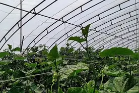 夏日的黄瓜清脆甘甜，带你一起到大棚吃瓜。#农业种植 #农产品视频封面
