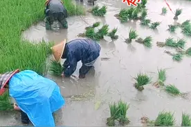 真实乡村生活，农忙时节老人雨中耕田插秧辛苦，一份耕耘一份收获。#农村生活 #农村 #记录农村生活 #农民 视频封面