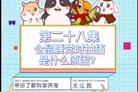 仓鼠篇第28集：仓鼠睡觉时抽搐是什么原因呢？#金丝熊宝宝 #金丝熊 #仓鼠视频封面