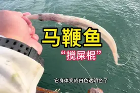 海中奇葩马鞭鱼，身体像蛇，脑袋像仙鹤视频封面