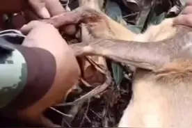 动物也有灵性感的,救一条命会记住一辈子,救她幸好脚没夹断好没事快走吧,现在人心肠很坏套野生动物卖,爱护好动物。视频封面