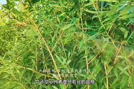 宁可食无肉，不可居无竹。 你知道竹子种在那个方位最合适吗？视频封面