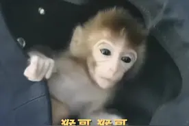 猕猴幼崽在草丛中被村民捡到，民警以警帽为摇篮将它带给饲养员，目前体重已增加一倍。视频封面