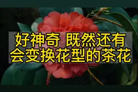 花型多变得夏日四季茶花夏梦文清开花的时候真是美呆了！视频封面