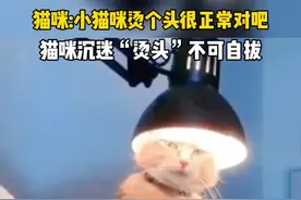 猫咪沉迷烫头，无法自拔#猫咪的迷惑行为 #猫咪 #萌宠 #萌宠出道计划 #萌宠成精了 #猫咪日常 #猫咪搞笑视频 视频封面