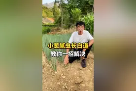 #三农 小葱种植的时候容易起腻虫长白斑，教你一招解决#农业种植 #种植小技巧 #农技推广 #小葱种植 #抖音助农 #一平米田园梦视频封面