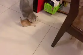 #小奶猫 叼小猫…又摔了…#叼小猫 #猫咪的日常 @视频封面