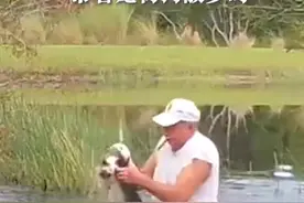 美国一位70多岁的老人从鳄鱼嘴里救出宠物狗视频封面