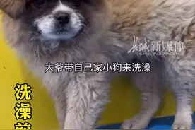 大爷带自己家宠物狗洗完澡出来不认识了！ #宠物狗 一直以为自己养的狗是黑黄色的...#河北 #保定视频封面