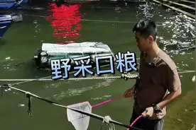 其实养鲨鱼不用什么成本，饵料海里捞就行#至尚水族馆 #养鱼人