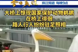 8月31号上午9点，江门外海大桥惊现国家保护动物鹈鹕在桥上徘徊，路人行人纷纷驻足留影。#鸟 #鹈鹕 #动物视频封面