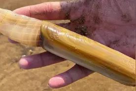 海边人用磙子赶“蛏王”，一会抓到二三十根，这办法一赶一个准视频封面