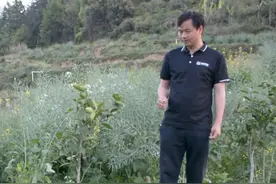 有果友问：肥田萝卜长大后，到底要不要拔出来呢？余教授教你，一种更省时省工的绿肥原位发酵技术！赶紧学起来！#土壤改良 #绿肥 #肥田萝卜 #不动土栽培技术 