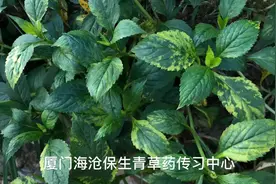 败酱草，民间俗称“苦菜”，炖小肠汤，闻着臭、吃着香，清热解暑视频封面