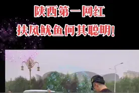 #热门 #陕西第一网红扶风鱿鱼#社会百态 #扶风鱿鱼 扶风鱿鱼视频封面