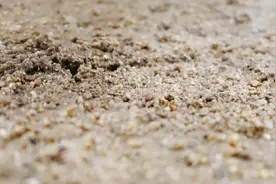 清道夫的n种吃法，香辣清道夫味道不输小龙虾，看来需要人工养殖了