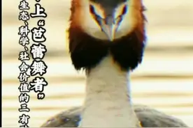 头戴花冠的小可爱是国家三有保护动物——凤头鸊鷉（pì tī），受法律保护#国家保护动物 #人与自然和谐共处 视频封面