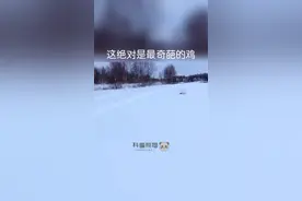 #涨知识 柳雷鸟，或称柳松鸡，在松鸡家族中是一种中等体型的鸟，已被列为中国国家二级重点保护野生动物，柳雷鸟有许多别名：雷鸟、柳鸡、苏衣尔、雪鸡。#奇妙的动物视频封面