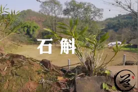 心道三宝之石斛，中华九大仙草，掌握好它的生长特性是很有趣的视频封面