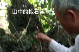 #抱石莲，具有消肿，化痰，驱风的攻效。中草药视频封面