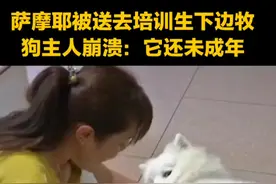 #萨摩耶 因为拆家被送去培训，结果意外怀孕生下一只边牧。狗主人崩溃了：它还未成年，太残忍。视频封面