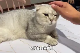 山城巷这家猫咖面积超大，品种超多，而且不收门票视频封面