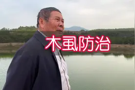 老师傅二十年的柑橘，黄龙病发病在2%以下，除了用药防木虱视频封面