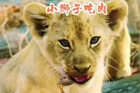 #小狮子吃牛肉#神奇动物在抖音 #动物世界视频封面