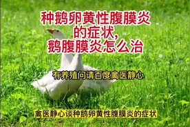 禽医静心谈种鹅卵黄性腹膜炎的症状,鹅腹膜炎怎么治#养鹅技术分享视频封面