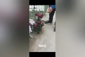 鸡冠花  每天认识一种中药材，今天认识一下鸡冠花，有些地方又叫老来红，鸡髻花等名字。#中草药材 #鸡冠花 视频封面