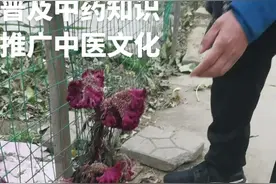 鸡冠花  每天认识一种中药材，今天认识一下鸡冠花，有些地方又叫老来红，鸡髻花等名字。#中草药材 #鸡冠花 视频封面