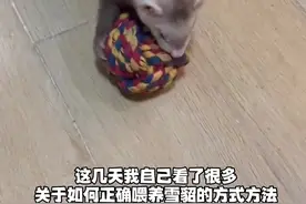 这是一篇《养貂攻略》 请注意查收 #雪貂 #宠物貂 #捡到一只貂