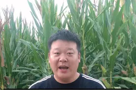 防治老鼠的五个有效方法#抖音助农 #三农 #农民种地不容易 #农民 #小麦 #丰收在望 #病虫害防治 #田间地头