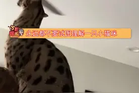 猫咪都喜欢被rua头，不过这只口味略重些