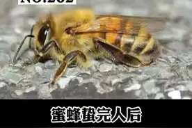 很多人都被#蜜蜂蛰伤过，但不知道怎么处理才是正确的？这个视频可以帮到你#我是头条小百科#dou出新知识#涨知识 视频封面