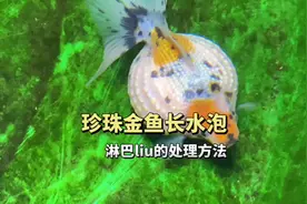 珍珠金鱼体表长水泡，淋巴liu该怎么处理？预防和原因#养鱼日记视频封面