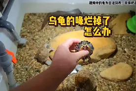 乌龟嘴巴烂掉还能不能长出来，应该怎么处理#萌宠出道计划