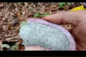 三叶的叫三叶木通，俗称八月炸或者八月瓜。七叶的叫七叶木通，俗称九月黄学名钝药野木瓜#野外 #农村#户外视频封面