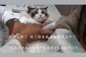 十五斤重的猫太胖，来宠物医院体检，结果太意外了 #布偶猫 #猫