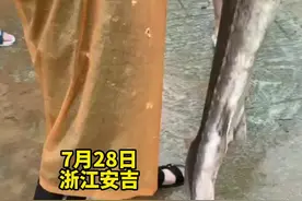 浙北大峡谷惊险一条怪鱼，难不成是台风“烟花”带过来的？视频封面