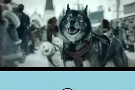 更新！它2岁一举成名，12岁带队出征，这不是二哈，是犬王 #狗   @大眼睛冰糖