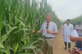 #新农人计划 #高产玉米种子  中国农科院作物科学研究所研究员视频封面