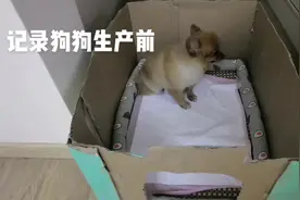 狗狗生产前的记录，喘着粗气，口吐酸水，不停换地方坐着继续喘气视频封面