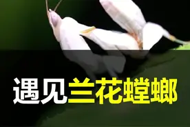 兰花螳螂是“入侵物种”吗？回顾我第一次遇见兰花螳螂#抖音自然 #兰花螳螂 视频封面