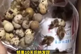 赚了还是亏了？网友从超市买回一盒鹌鹑蛋忘了吃，10天后孵出20只小鹌鹑。视频封面
