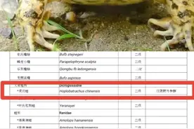 野外遇到野生动物，还请三思而后行🤗，“牢底坐穿蛙”——虎纹蛙🐸#野生动物 #茶茶野保法宣 #法律